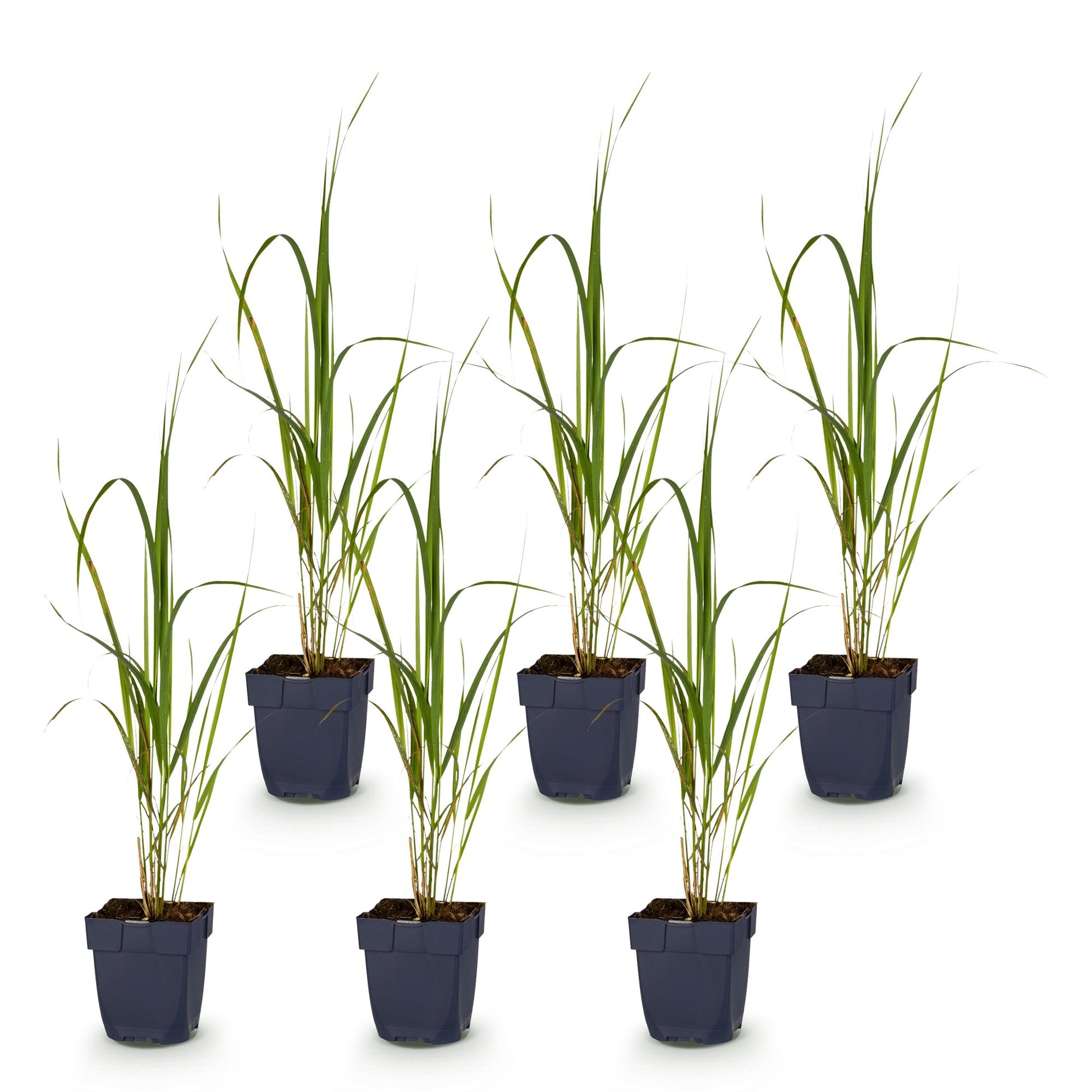 Molinia arund. Karl Foerster. Six jeunes plants d'herbe ornementale aux feuilles vertes et fines en pots gris foncés, sur fond blanc.