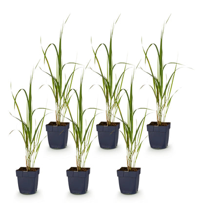 Molinia arund. Karl Foerster. Six jeunes plants d'herbe ornementale aux feuilles vertes et fines en pots gris foncés, sur fond blanc.