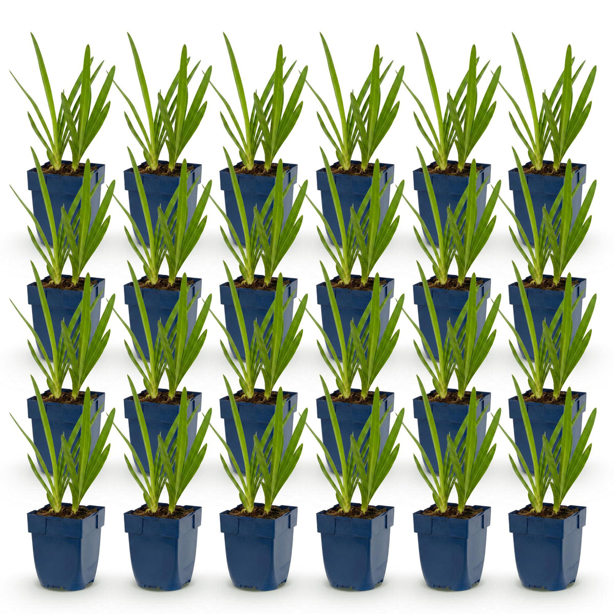 Agapanthes bleues et blanches - lot de 24 plants en pot de 11 cm