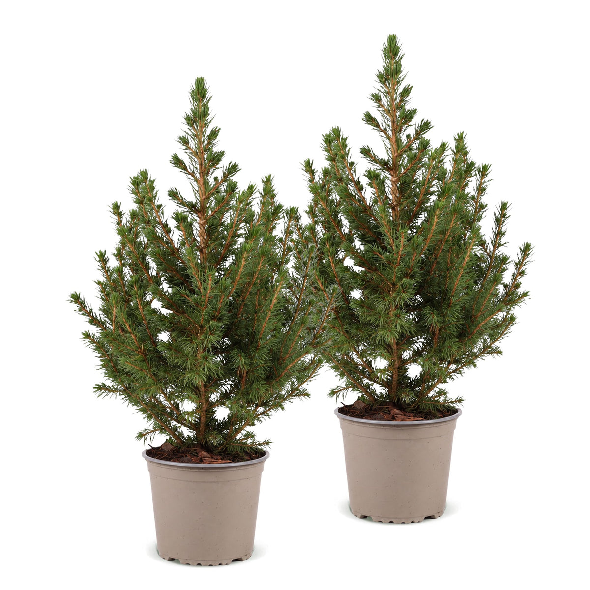 Épicéa de l'Alberta 'Conica' lot de 2 sapins en pot de 13 cm