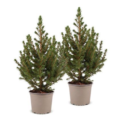 Épicéa de l'Alberta 'Conica' lot de 2 sapins en pot de 13 cm