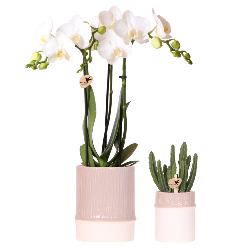 Orchidée Phalaenopsis blanche (Phalaenopsis amabilis) - avec plante verte et cache-pots - Pot 9 cm