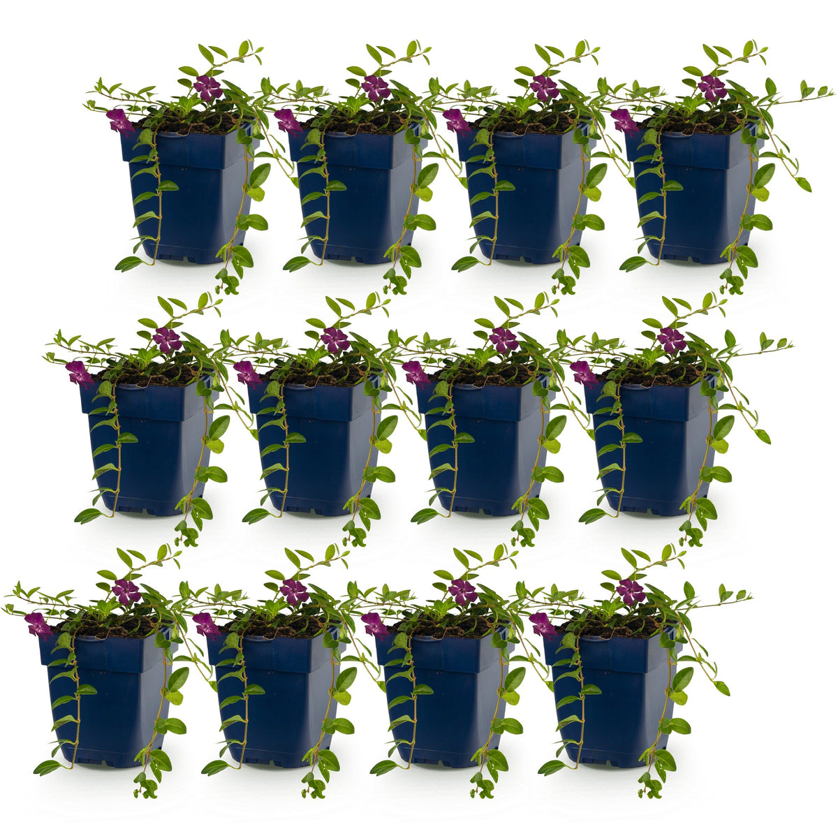 Petite pervenche 'Atropurpurea' - lot de 12 plants en pot de 11 cm