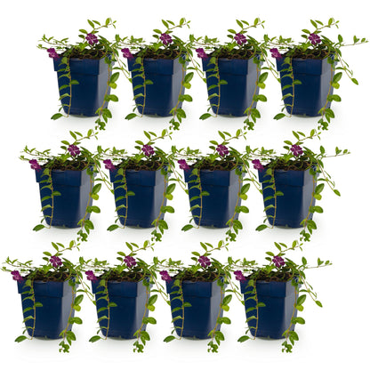 Petite pervenche 'Atropurpurea' - lot de 12 plants en pot de 11 cm