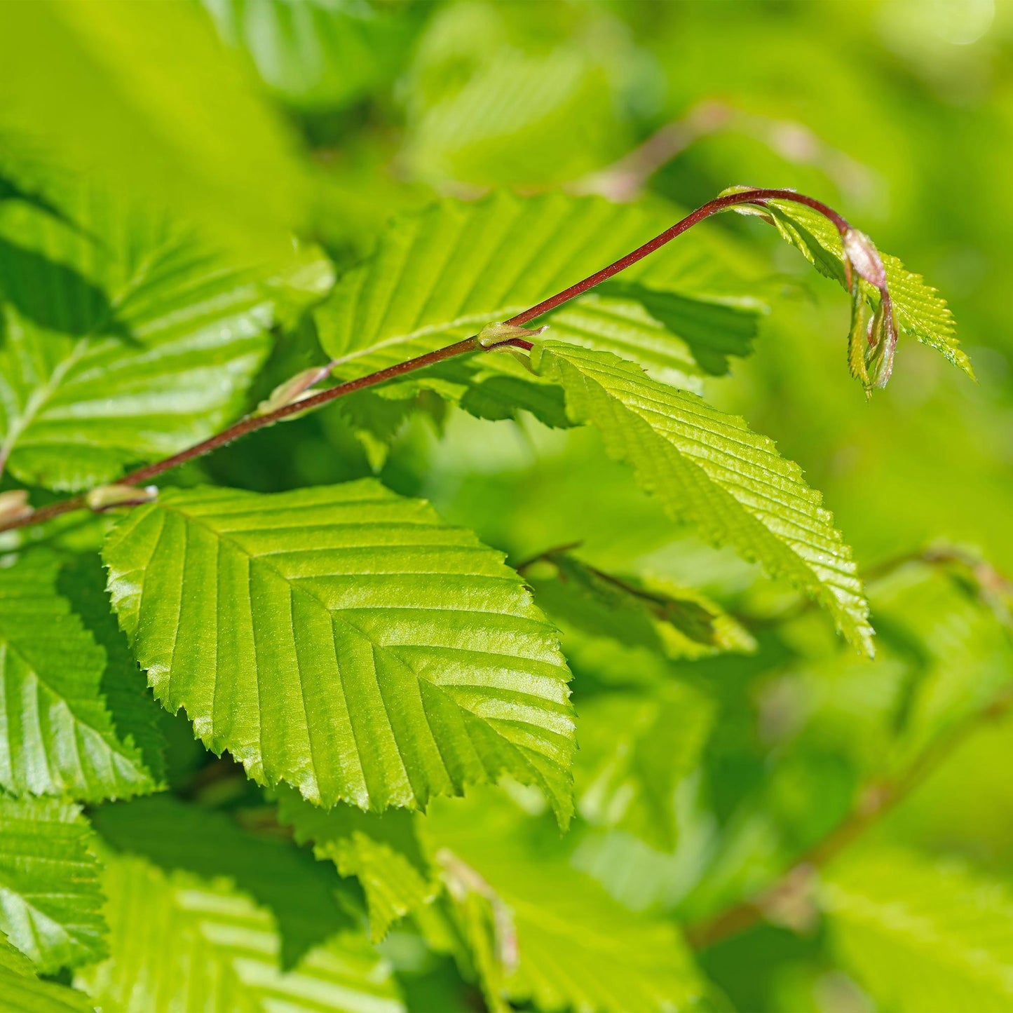 Carpinus betulus : Gros plan sur les jeunes feuilles vert vif et nervurées du charme commun, idéal pour une haie dense et naturelle.