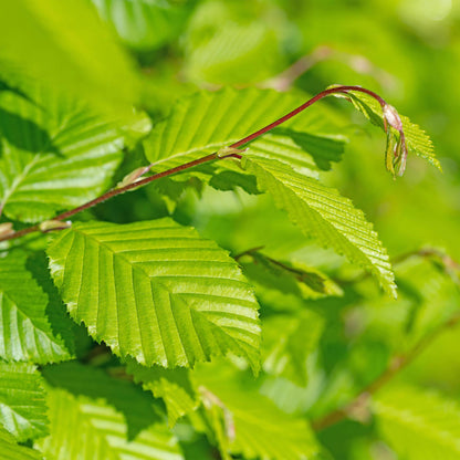 Carpinus betulus : Gros plan sur les jeunes feuilles vert vif et nervurées du charme commun, idéal pour une haie dense et naturelle.