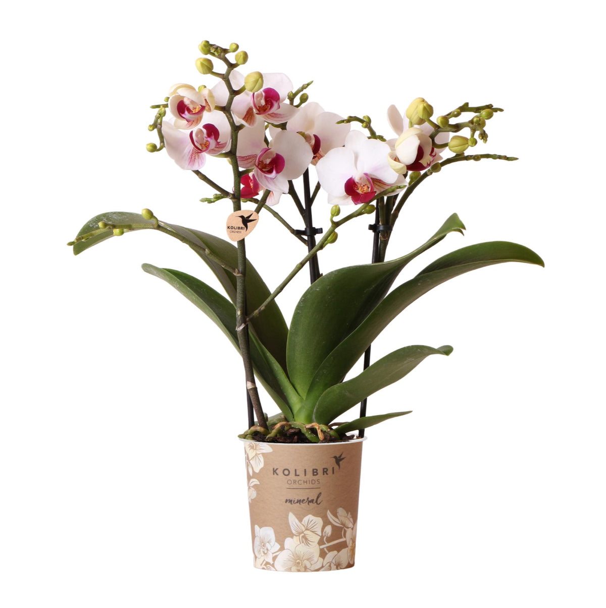 Orchidée Phalaenopsis blanche en pot