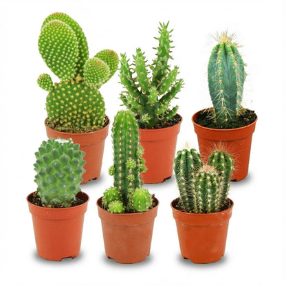 Mini set de cactus en pot de 5,5 cm, 6 plantes