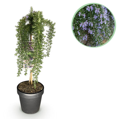 Romarin rampant (Rosmarinus officinalis Prostratus) en pot gris, avec un gros plan de ses fleurs violettes délicates sur fond blanc.