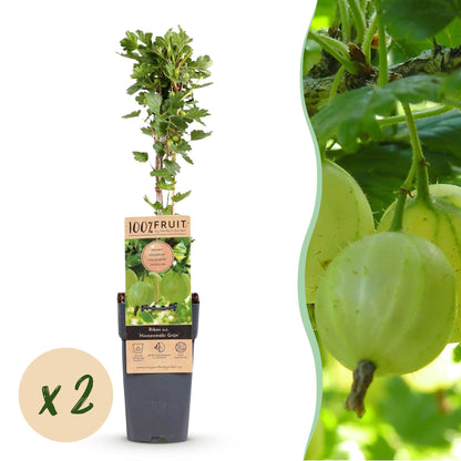 Groseillier à maquereau Hinnonmäki Grün. Un plant en pot sur fond blanc, avec une pastille 'x2' et une image de baies vertes en gros plan.