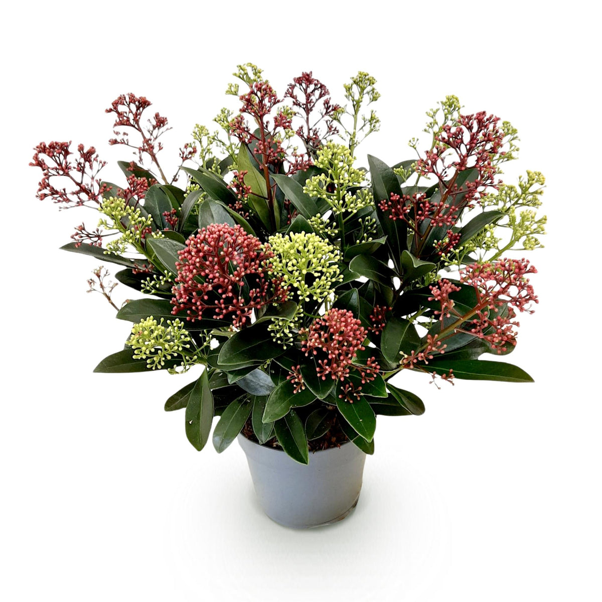 Skimmia 'Festival' - 1 plant en pot de 15 cm