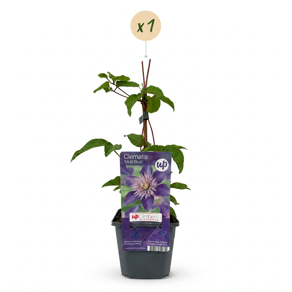 Clématite 'Multi Blue' - 1 plant, pot Ø9 cm