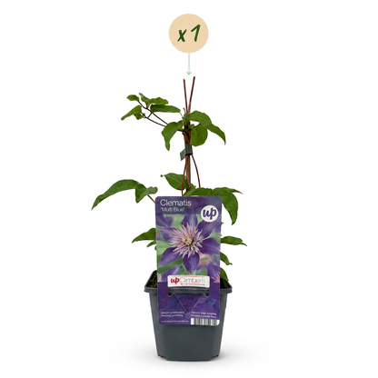 Clématite 'Multi Blue' - 1 plant, pot Ø9 cm