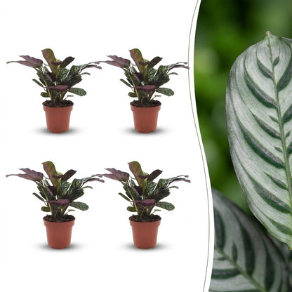 Quatre Ctenanthe Burle Marxii, la plante de la prière arête de poisson, avec leurs feuilles vertes marbrées et revers pourpres, en pots de