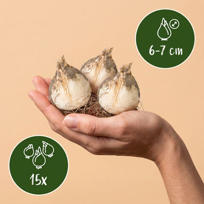 Bulbes d'Ail d'ornement 'Buzzing Beauties' tenus dans une main, calibre 6-7 cm, lot de 15 bulbes.
