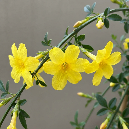 Jasmin d'hiver (Jasminum nudiflorum) - grimpante fleurie