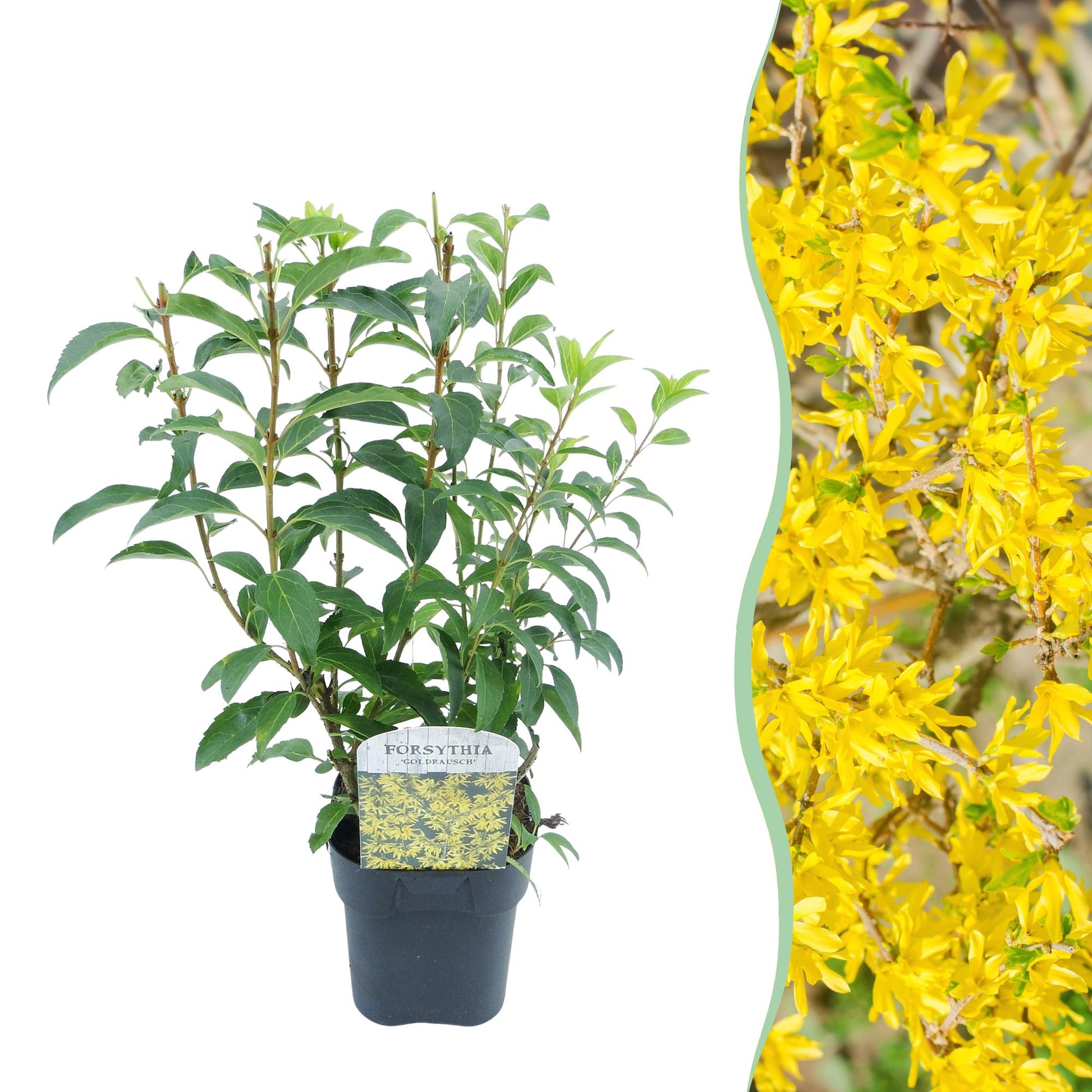 Forsythia Goldrauch, plant en pot sur fond blanc à gauche et gros plan de ses fleurs jaunes en abondance à droite, idéal pour une haie.