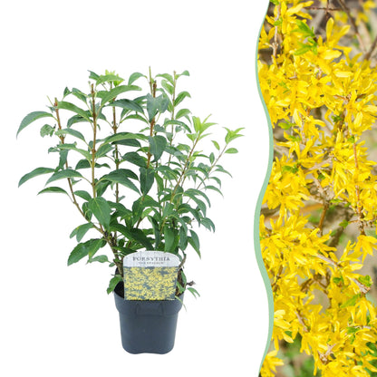 Forsythia Goldrauch, plant en pot sur fond blanc à gauche et gros plan de ses fleurs jaunes en abondance à droite, idéal pour une haie.