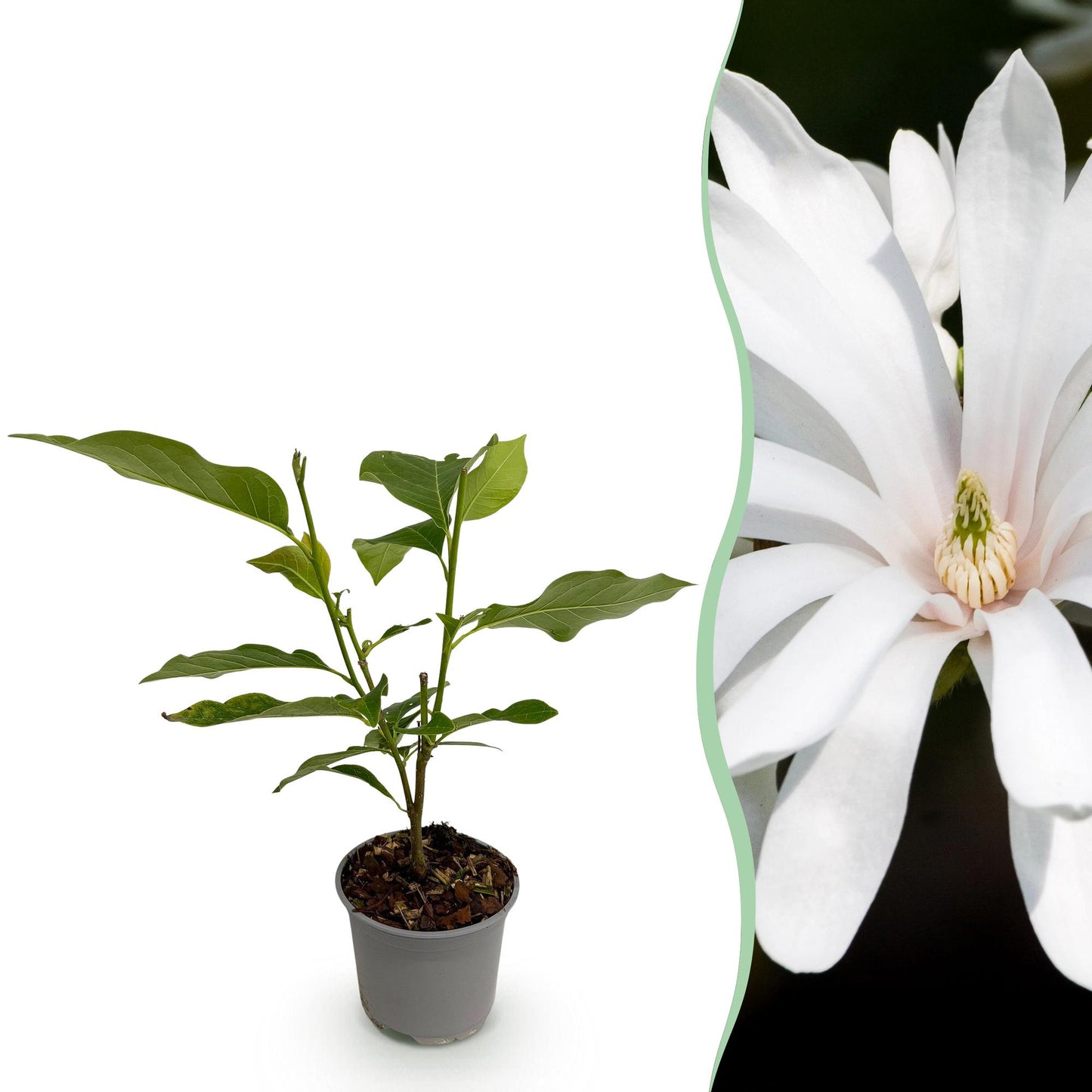 Magnolia stellata Royal Star : Jeune plant en pot à gauche sur fond blanc, juxtaposé à un gros plan de sa fleur blanche étoilée à droite.