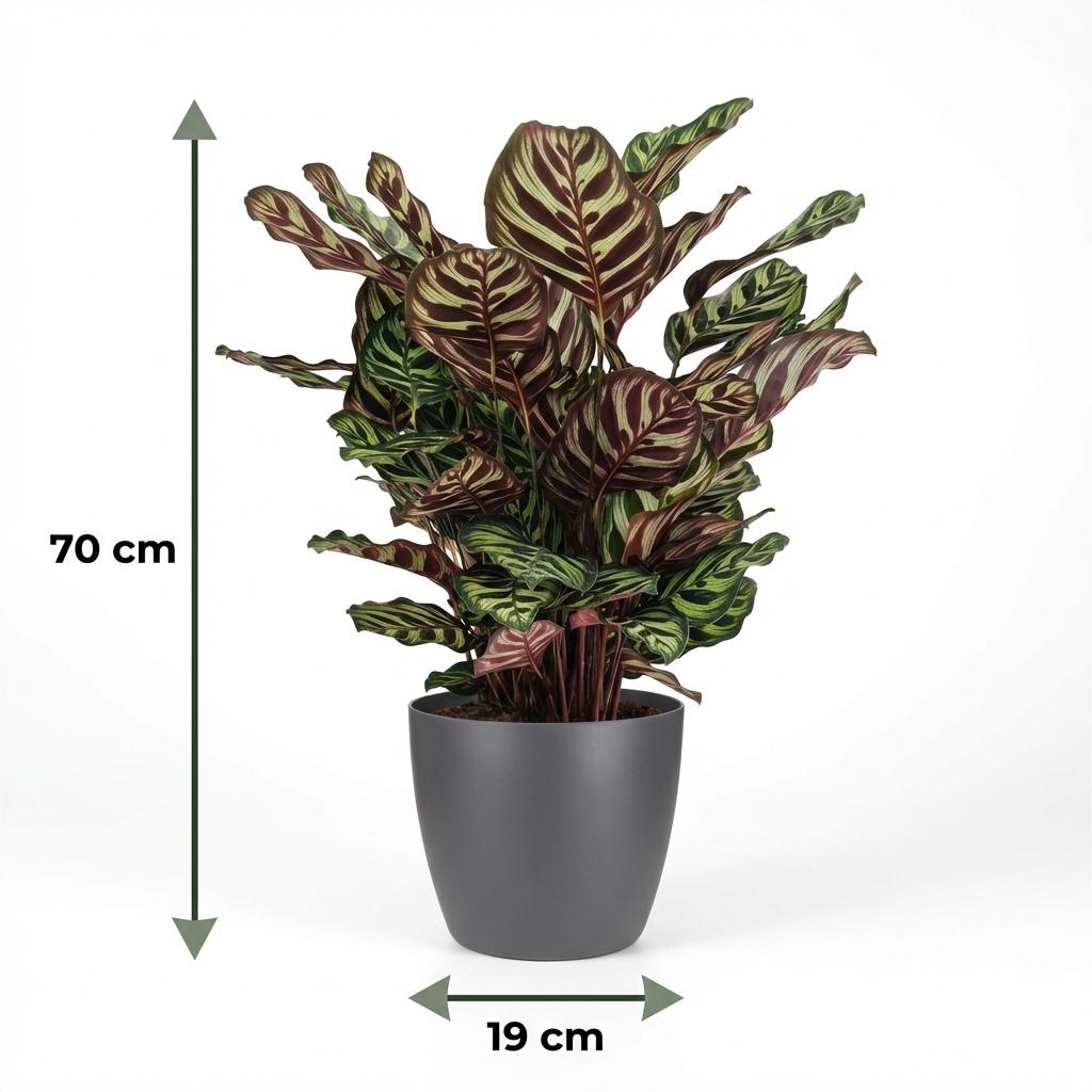 Plante d'intérieur - Plante Paon - Calathea Makoyana - Vert - Entretien facile - 1 Plante - avec Potter Gris - Pot 19cm - Hauteur 70cm