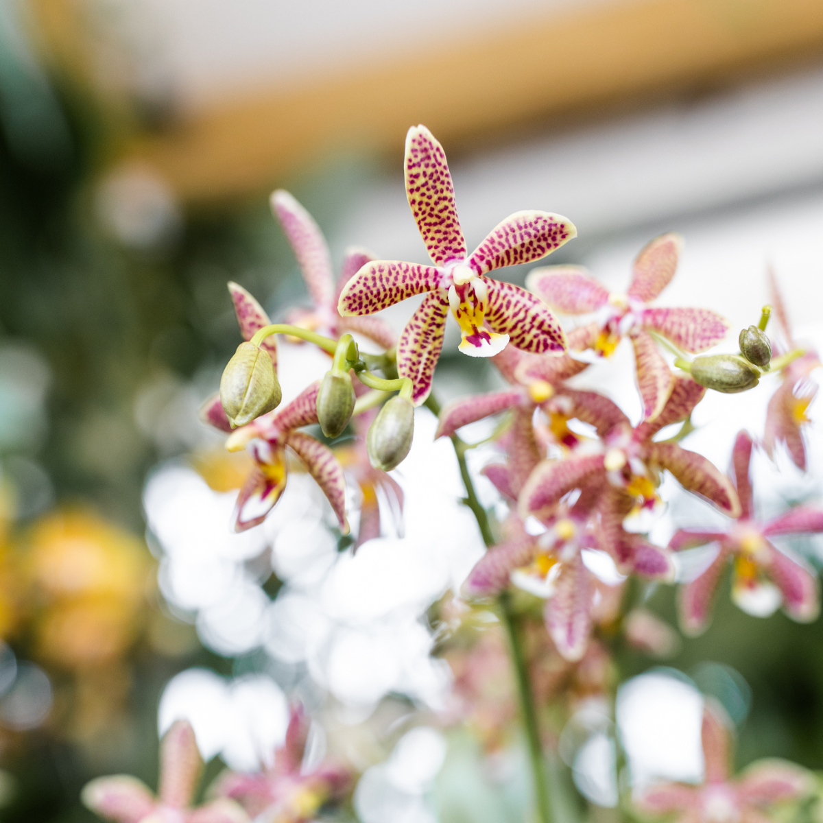 Orchidée Phalaenopsis orange en pot
