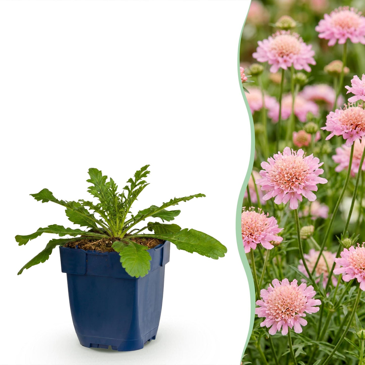 Scabiosa col. Pink Mist, jeune plant en pot bleu sur fond blanc, juxtaposé à un champ de fleurs de pigeon roses en pleine floraison.