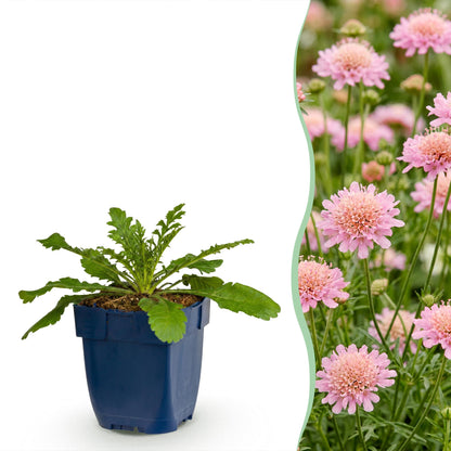 Scabiosa col. Pink Mist, jeune plant en pot bleu sur fond blanc, juxtaposé à un champ de fleurs de pigeon roses en pleine floraison.