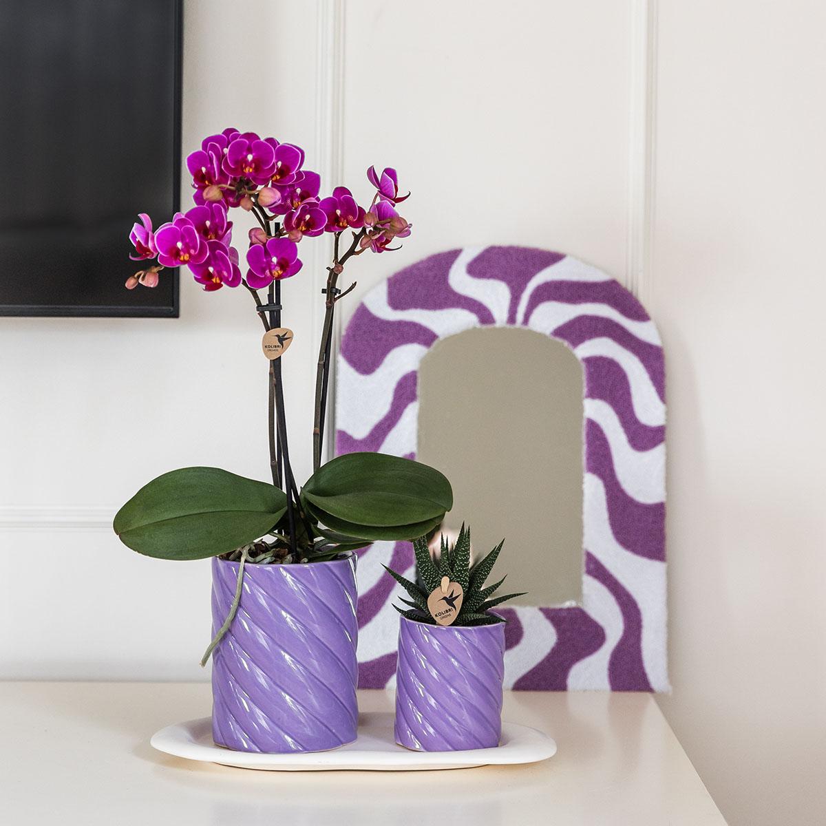 Orchidée Phalaenopsis orange en pot
