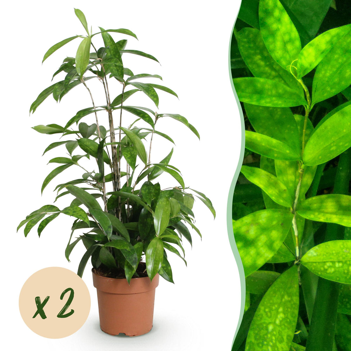 Dracaena surculosa en pot de 17 cm, 2 plantes, sans cache-pot