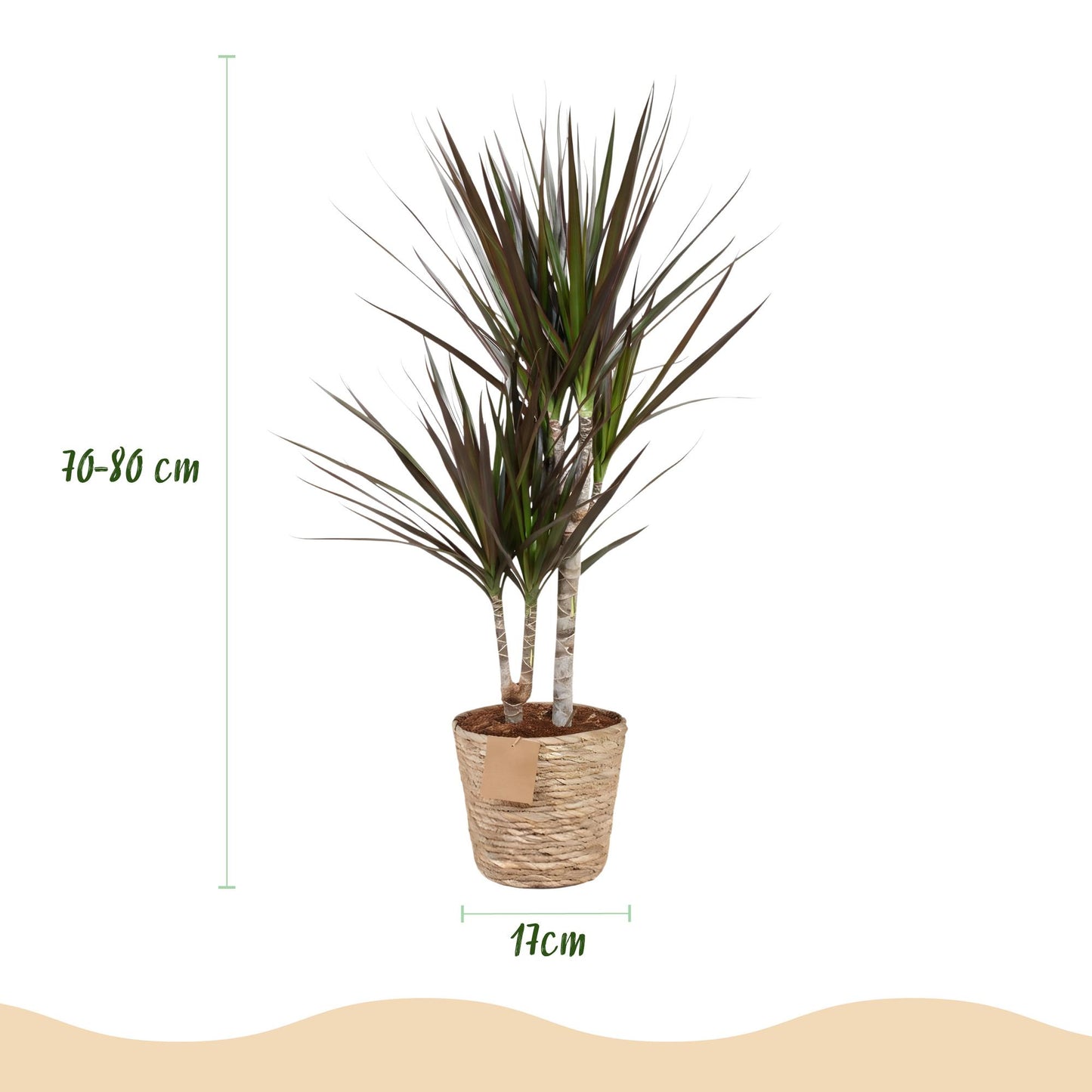 Plantes d'intérieur - Dracaena Magenta - Arbre à sang de dragon - Peu d'entretien - avec panier - Rouge - 1 Plante - Pot 17cm - Hauteur 70-80cm