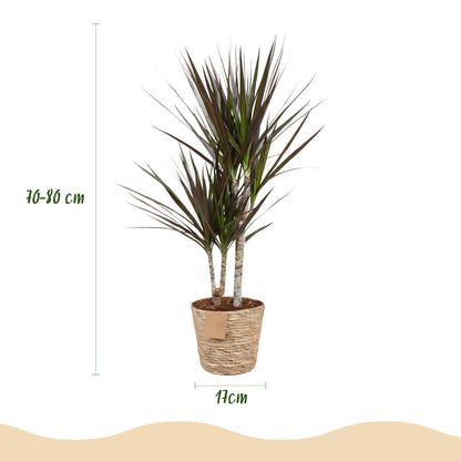 Plantes d'intérieur - Dracaena Magenta - Arbre à sang de dragon - Peu d'entretien - avec panier - Rouge - 1 Plante - Pot 17cm - Hauteur 70-80cm