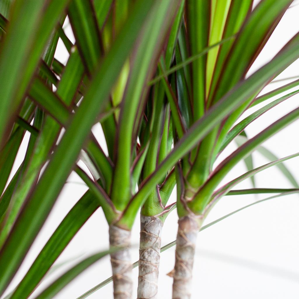 Dracaena Marginta avec Potter Blanc - 95cm - Ø21