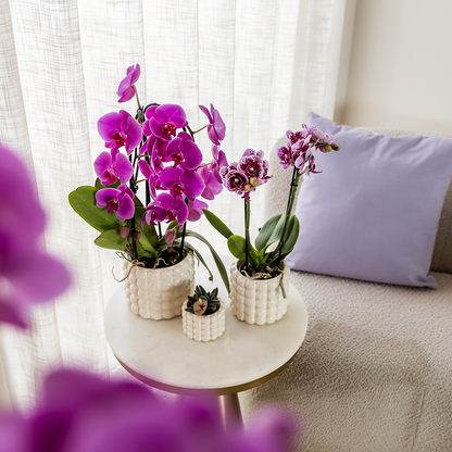 Orchidée Phalaenopsis violette en pot