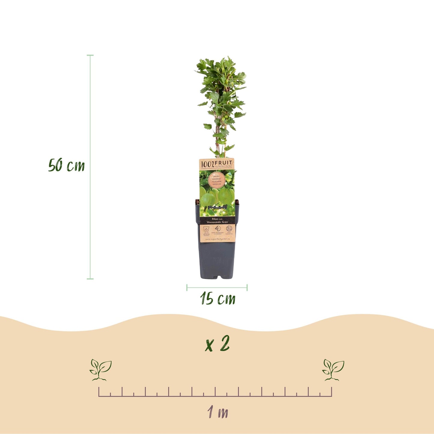 Groseillier à maquereau 'Hinnonmäki Grün' : schéma montrant un plant de 50 cm de haut en pot de 15 cm et l'espacement de 1 m entre deux plan