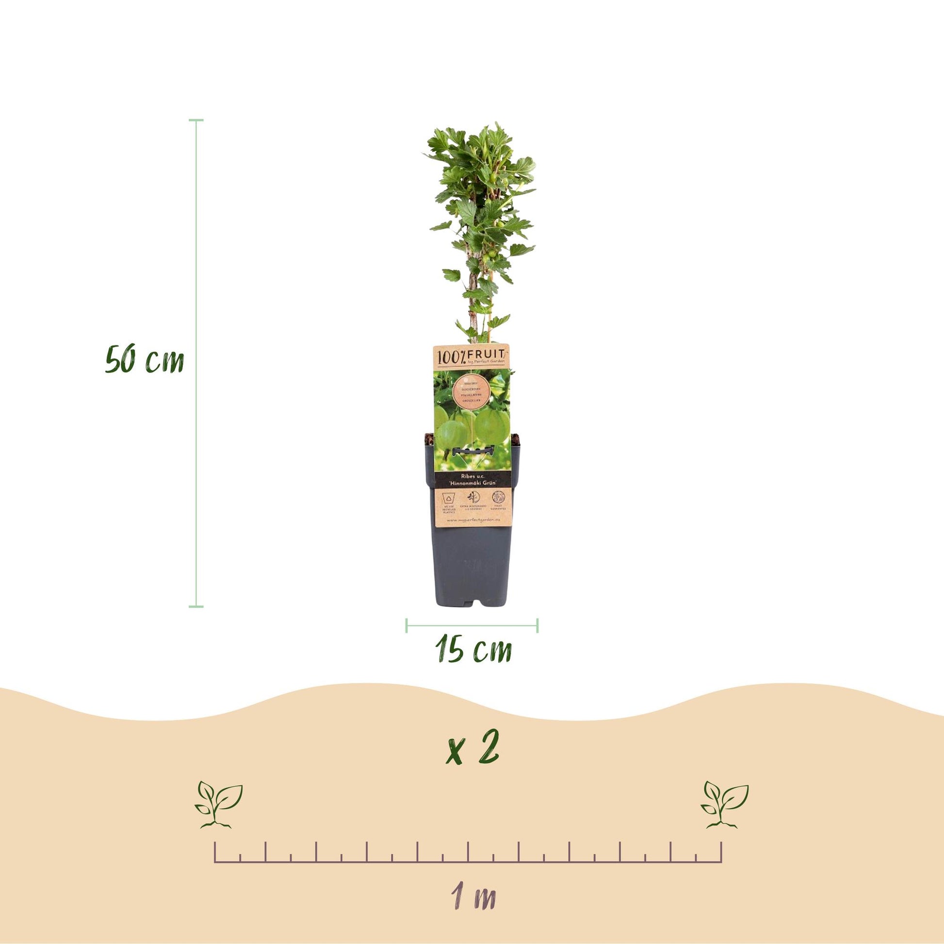 Groseillier à maquereau 'Hinnonmäki Grün' : schéma montrant un plant de 50 cm de haut en pot de 15 cm et l'espacement de 1 m entre deux plan