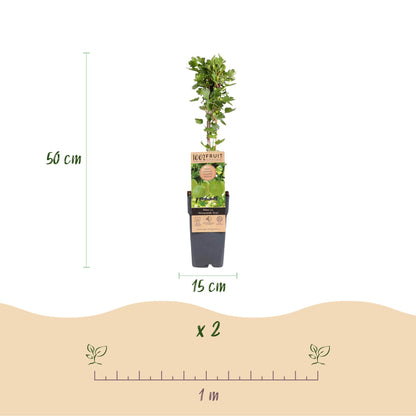 Groseillier à maquereau 'Hinnonmäki Grün' : schéma montrant un plant de 50 cm de haut en pot de 15 cm et l'espacement de 1 m entre deux plan