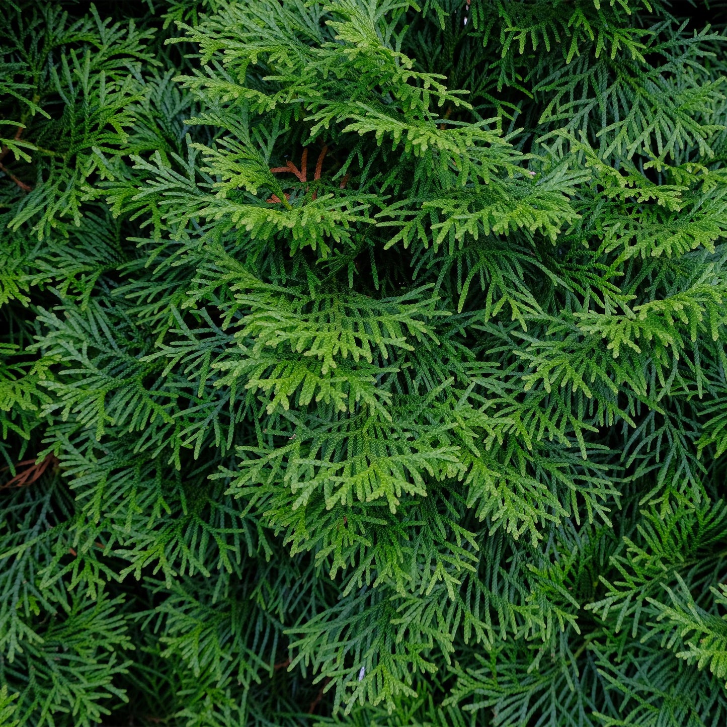 Thuja occidentalis Smaragd, gros plan sur le feuillage vert vif et dense d'un thuya pour une haie élégante et persistante.