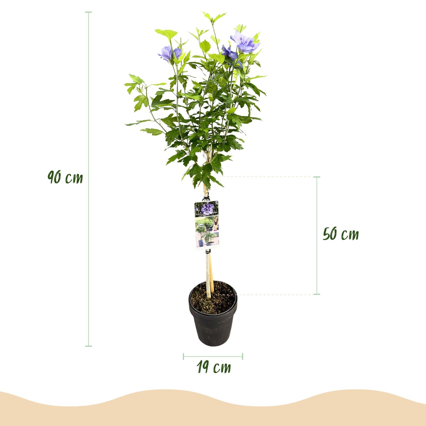 Hibiscus syriacus Blue Chiffon® en pot, indiquant sa hauteur totale (90 cm), la hauteur de la ramure (50 cm) et le diamètre du pot (19 cm).