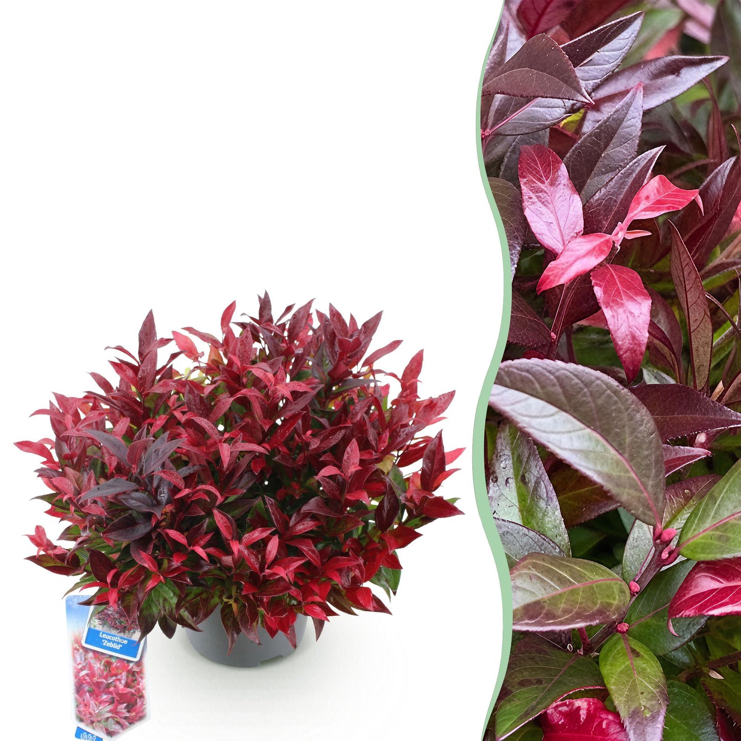 Leucothoe Zeblid. Photo en demi-cercle d'un Leucothoe Zeblid en pot sur fond blanc, et gros plan sur ses feuilles rouges et vertes.