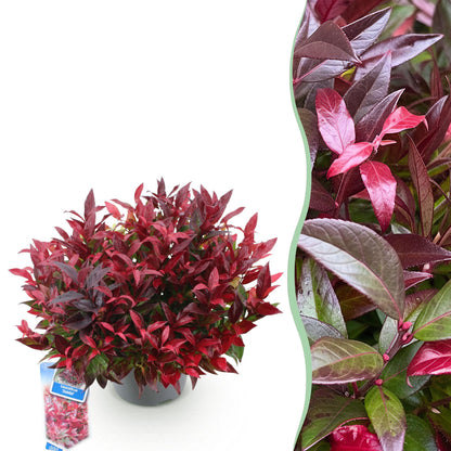 Leucothoe Zeblid. Photo en demi-cercle d'un Leucothoe Zeblid en pot sur fond blanc, et gros plan sur ses feuilles rouges et vertes.