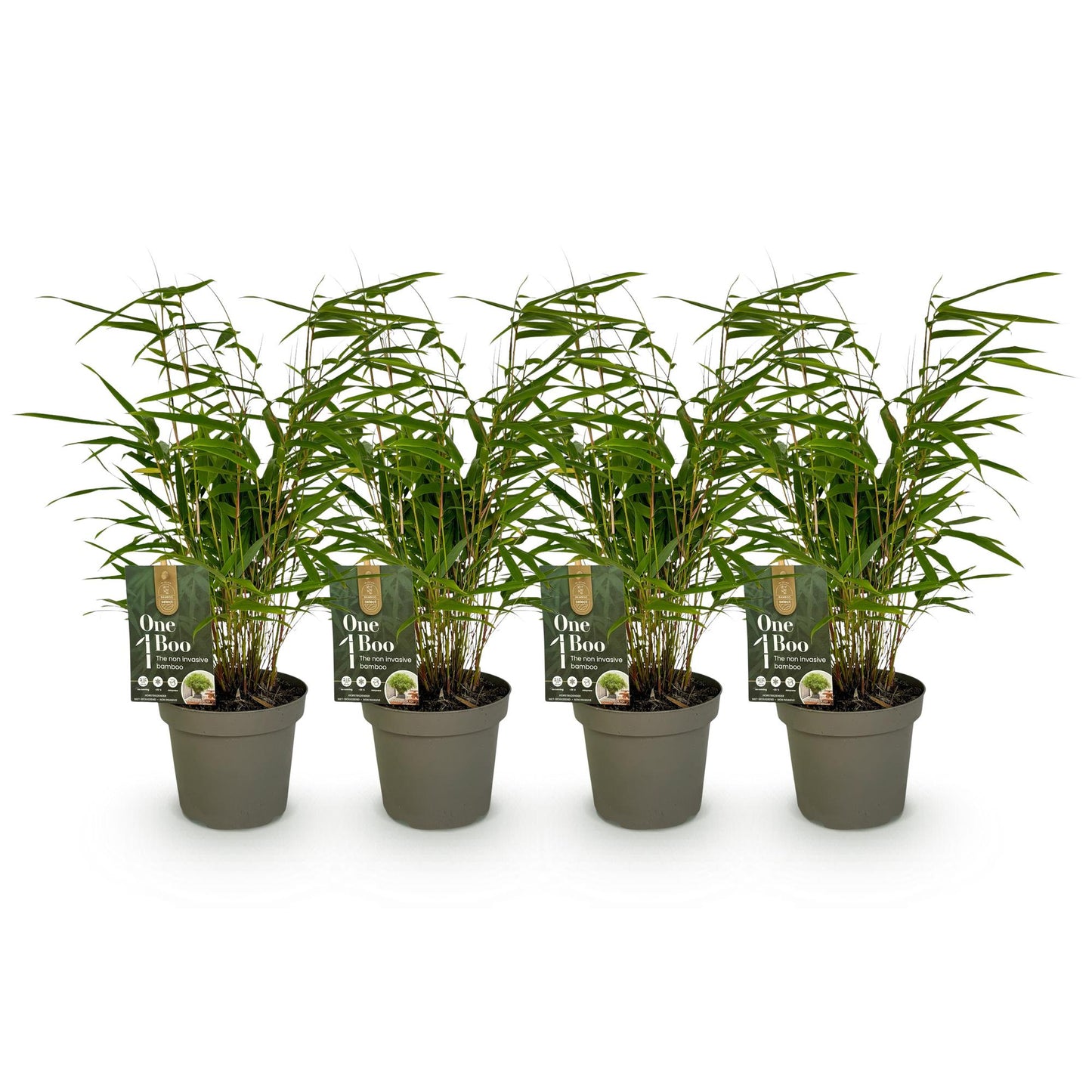 Bambou Fargesia rufa : lot de quatre plants en pot de 14 cm et hauteur 35 cm, feuilles vertes, sur fond blanc.