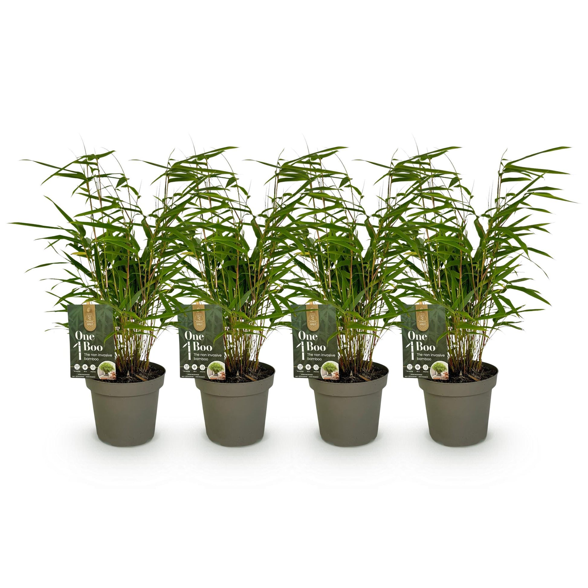 Bambou Fargesia rufa : lot de quatre plants en pot de 14 cm et hauteur 35 cm, feuilles vertes, sur fond blanc.