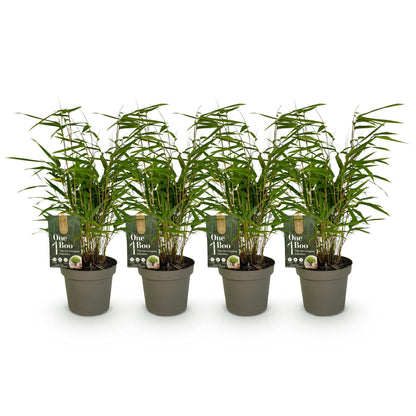 Bambou Fargesia rufa : lot de quatre plants en pot de 14 cm et hauteur 35 cm, feuilles vertes, sur fond blanc.