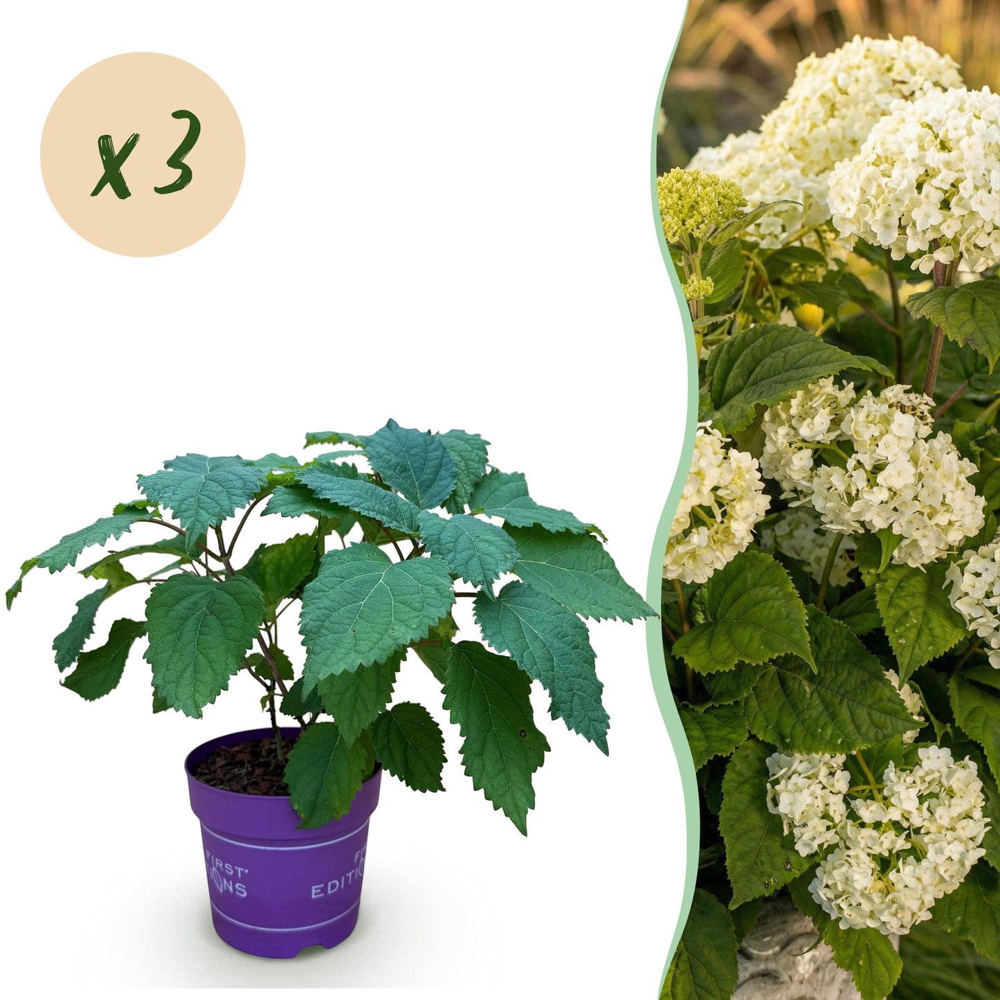 Hydrangea arborescens FlowerWOW : plant d'hortensia en pot, avec une bulle 'x3' indiquant la quantité du lot et des fleurs blanches.