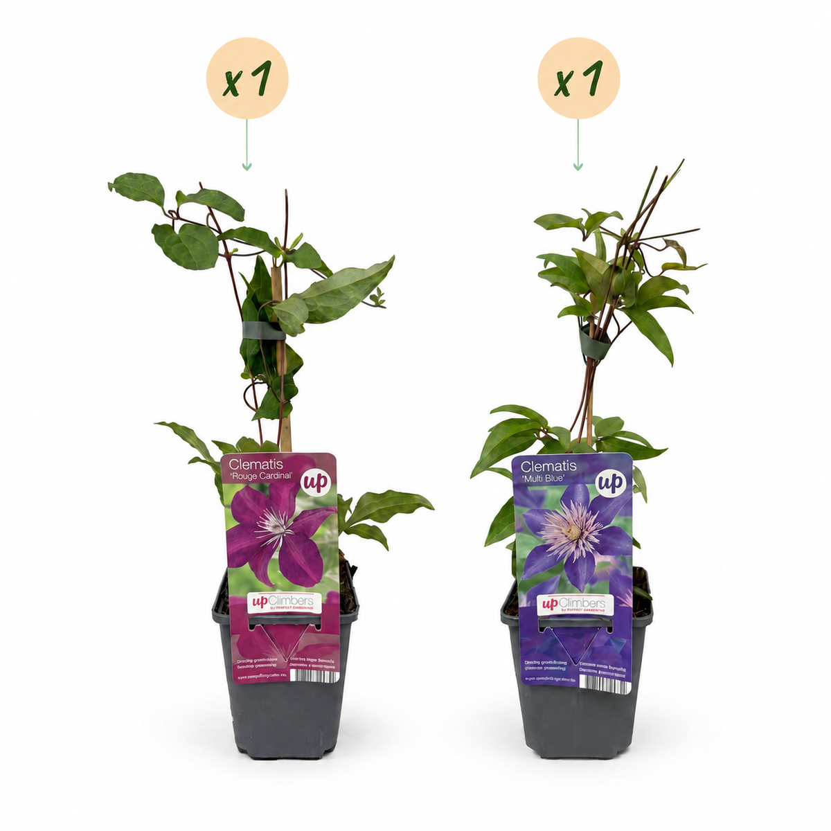 Clématite Duo Bleu & Rouge - lot de 2 plants, pot Ø9 cm