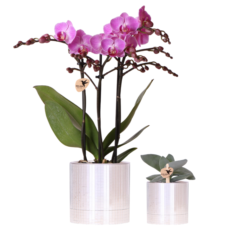 Orchidée Phalaenopsis 'Vienna' violette (Phalaenopsis) - avec plante grasse et cache-pots - Pot 9 cm