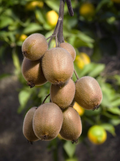 Kiwi 'Jenny' (Actinidia) - fruitier grimpant autofertile - Pot 13 cm - Hauteur 45 cm