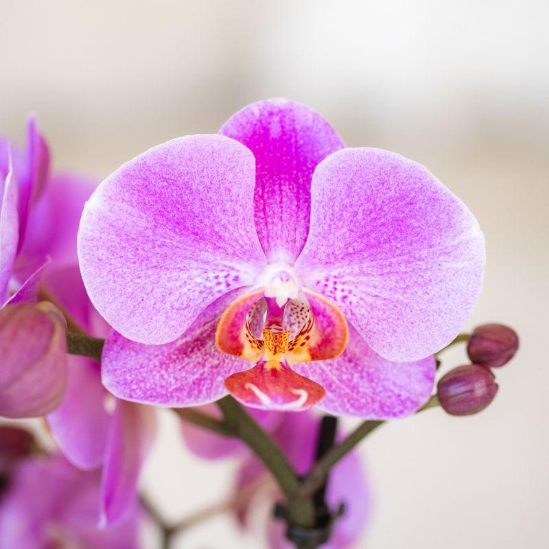 Orchidée Phalaenopsis violet-rose en pot