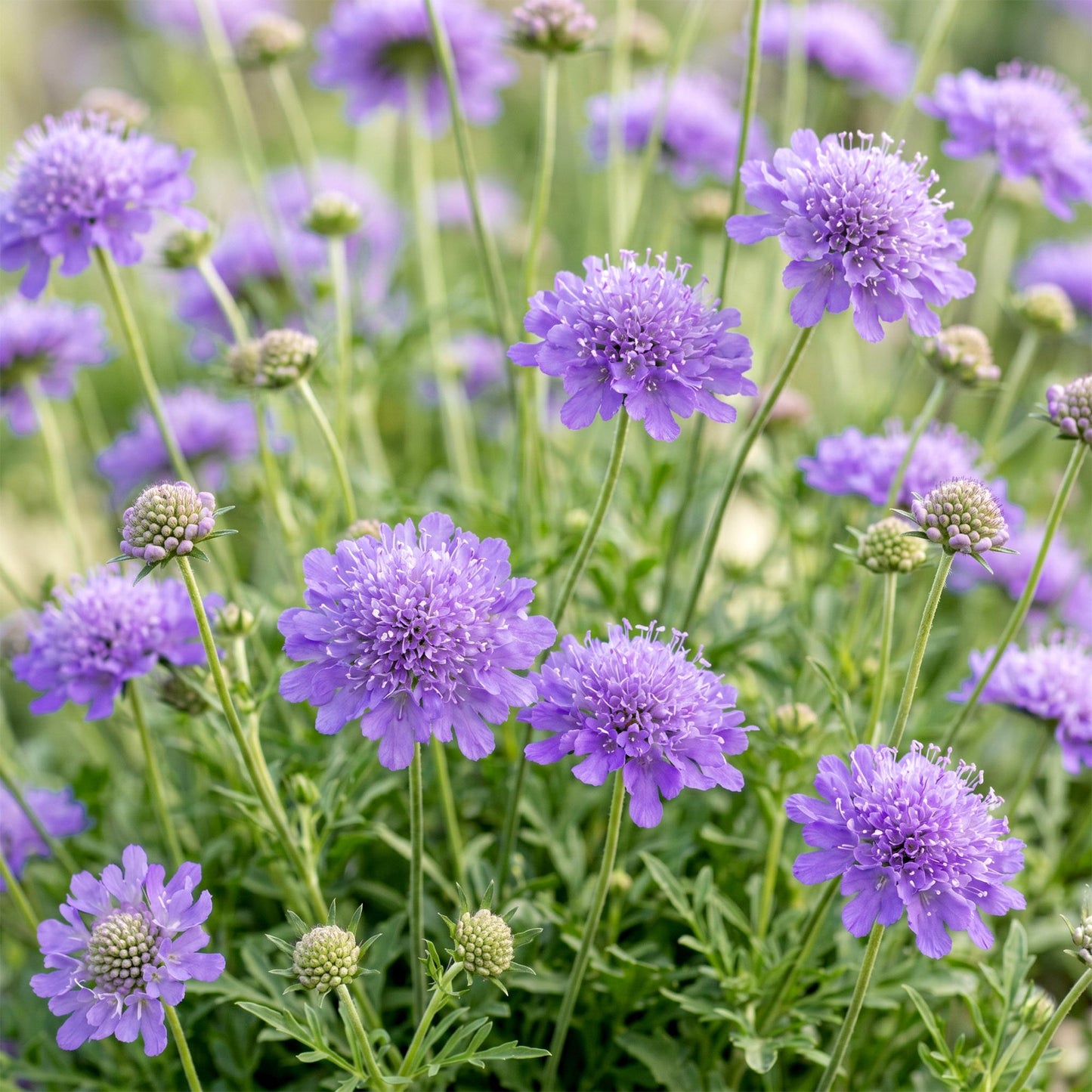 Scabiosa Butterfly Blue en pleine floraison avec de nombreuses fleurs violettes, entourées de feuillage vert, dans un jardin ensoleillé.