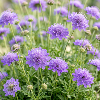 Scabiosa Butterfly Blue en pleine floraison avec de nombreuses fleurs violettes, entourées de feuillage vert, dans un jardin ensoleillé.